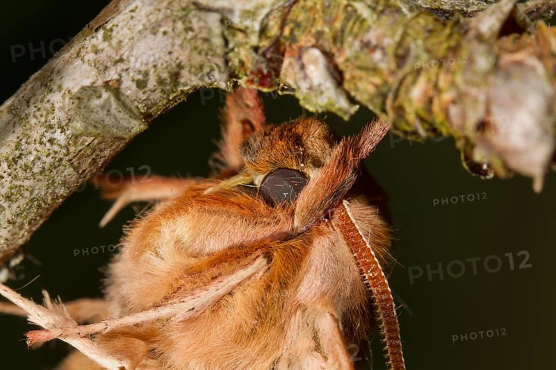 Lime hawk-moth, Mimas tiliae, lime hawk-moth