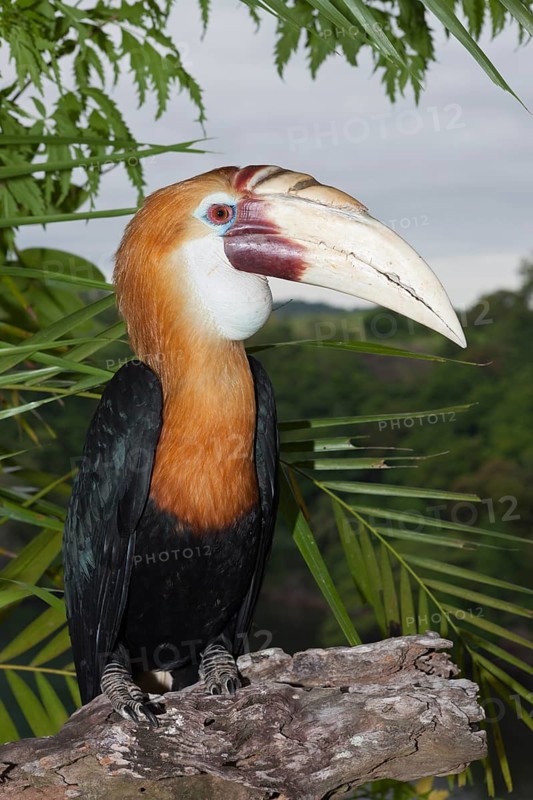 Papuan Hornbill, Rhyticeros plicatus, Tufi, Oro Province, Papua New Guinea, Oceania