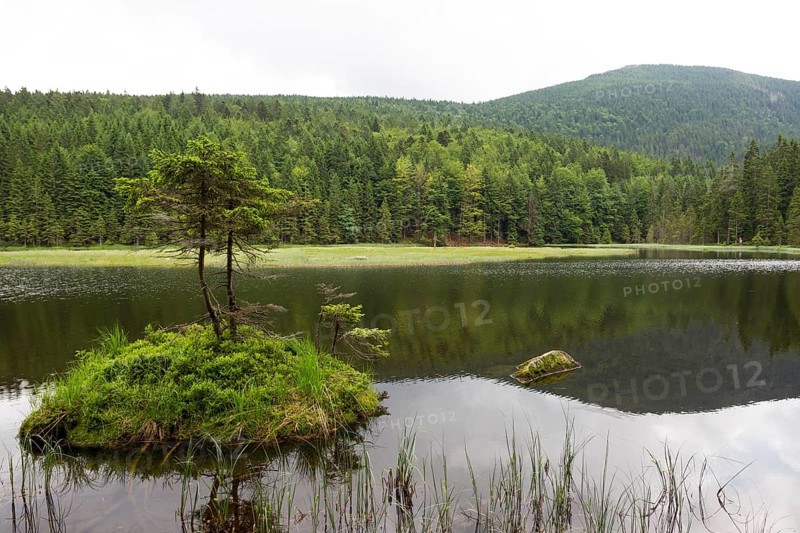 Little Arber lake