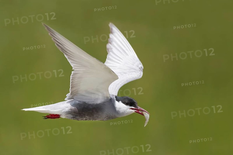 White-bearded Tern, Chlidonias hybrida, Whiskered Tern