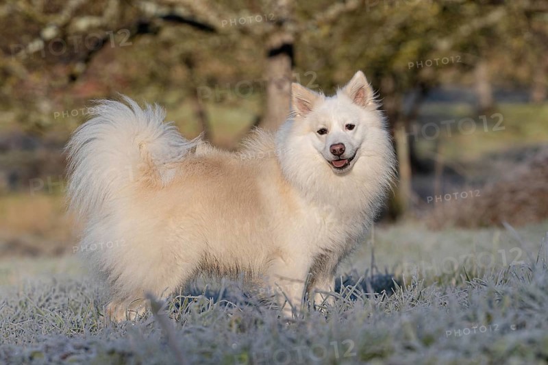 Proud male dog on wintry meadow