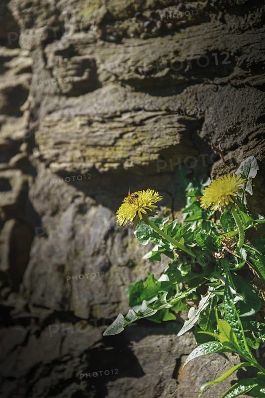 Dandelion growing next to an old wall in the shade and sunlight, Nützenberger Straße, Brill, Wuppertal, North Rhine-Westphalia, Germany, Europe