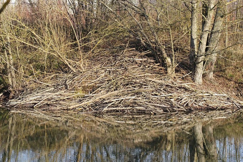 Biberburg, beaver's lodge