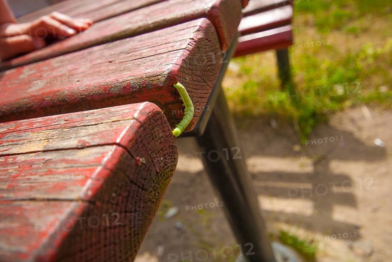 A green maggot on a red bench