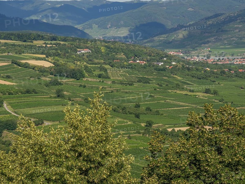 Green hilly landscape with spacious fields and a village in the background, Dürnstein, Wachau, Danube, Austria, Europe
