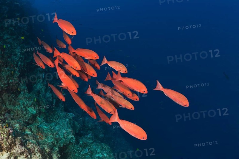 Red Slender pinjalo on the reef, Pinjalo lewisi, Nagali, Fiji, Oceania
