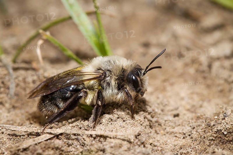 Auensandbiene, Andrena vaga, grey-backed mining bee