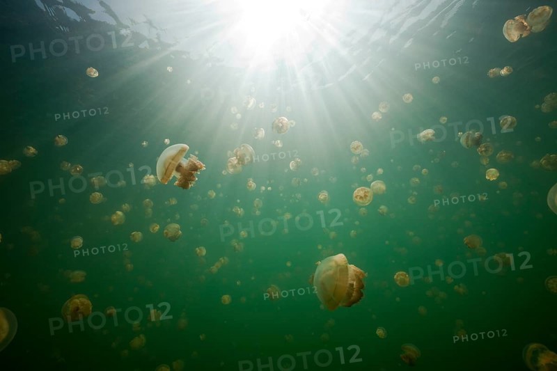 Mastigias jellyfish in Jellyfish Lake, Mastigias papua etpisonii, Jellyfish Lake, Micronesia, Palau, Oceania