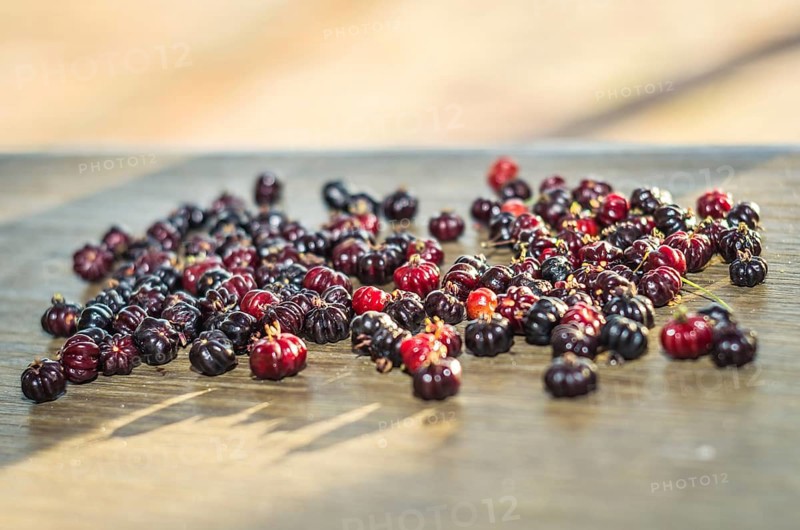 Pitanga, exotic Brazilian fruit. hand of child picking fruit. Brazilian cherry, Suriname cherry, Cayenne cherry