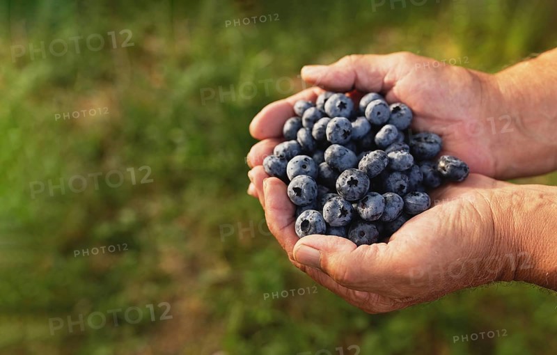 Senior man hands holding heap of fresh cultivated blueberry. Healthy eating and Alzheimer or dementia healing concept. Gardening, eco farming, berry cultivation concept.