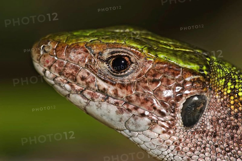 Green lizard, Lacerta viridis, European green lizard
