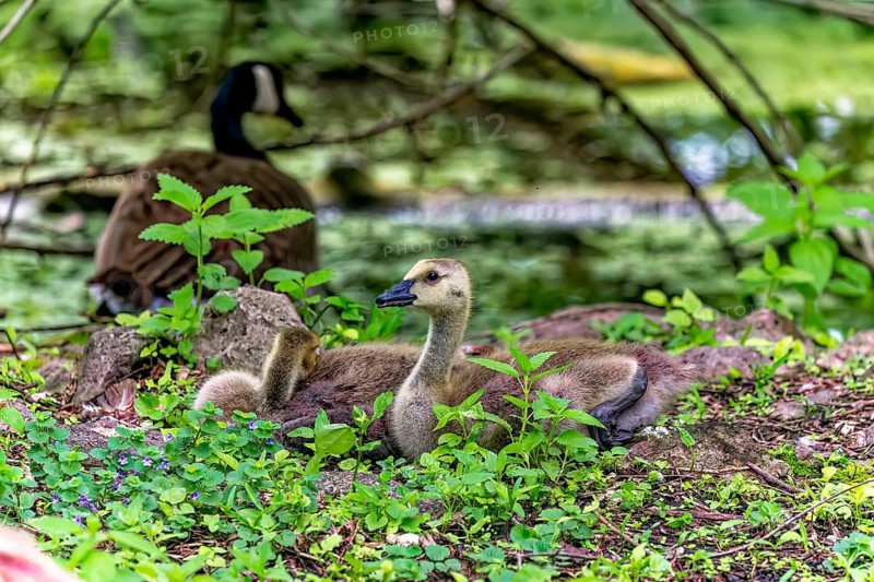Canada goose (Branta canadensis) goslings on a meadow
