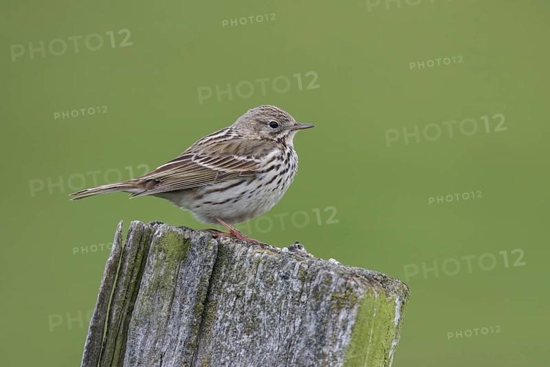 Meadow pipit, Anthus pratensis, meadow pipit
