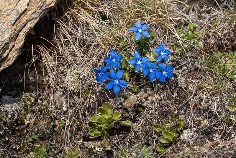 Spring gentian in the Stelvio National Park in South Tyrol