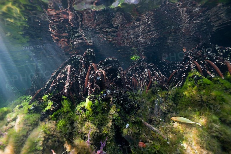Mangroves in Jellyfish Sea, Jellyfish Sea, Micronesia, Palau, Oceania