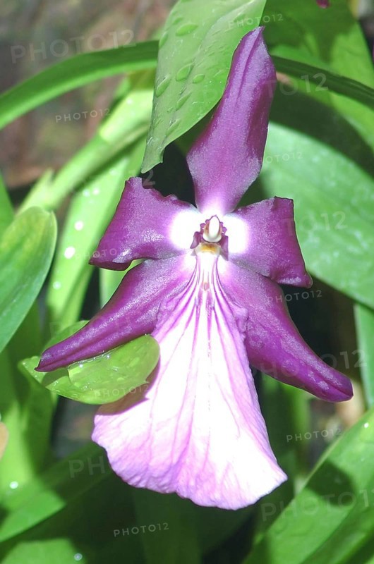 Purple orchid, probably Miltonia spectabilis