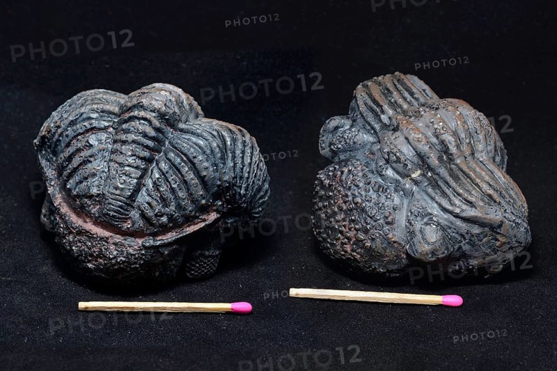 Two views of the same trilobite fossil on a black background. The tightly curled position shows that this trilobite died quickly