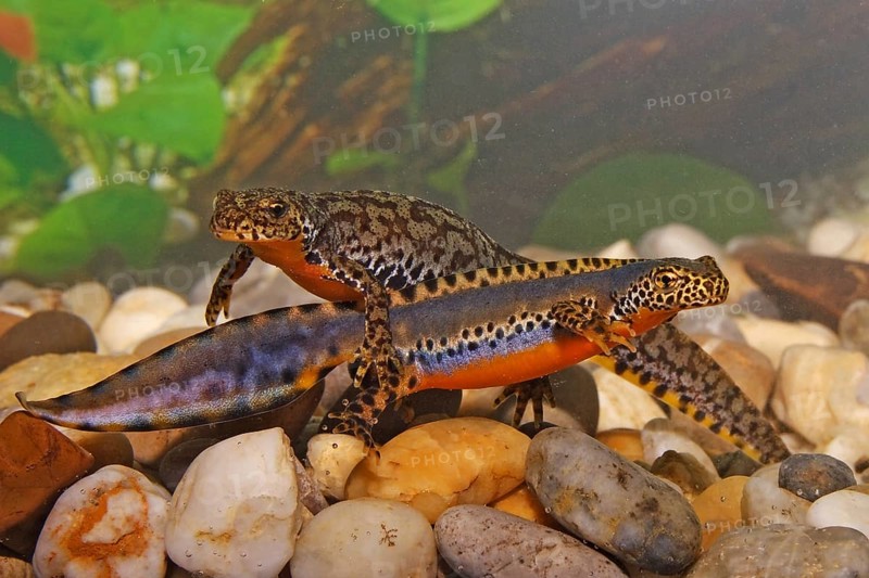 Alpine newt pair, Ichthyosaura alpestris, Syn.: Triturus alpestris, alpine newt, pair