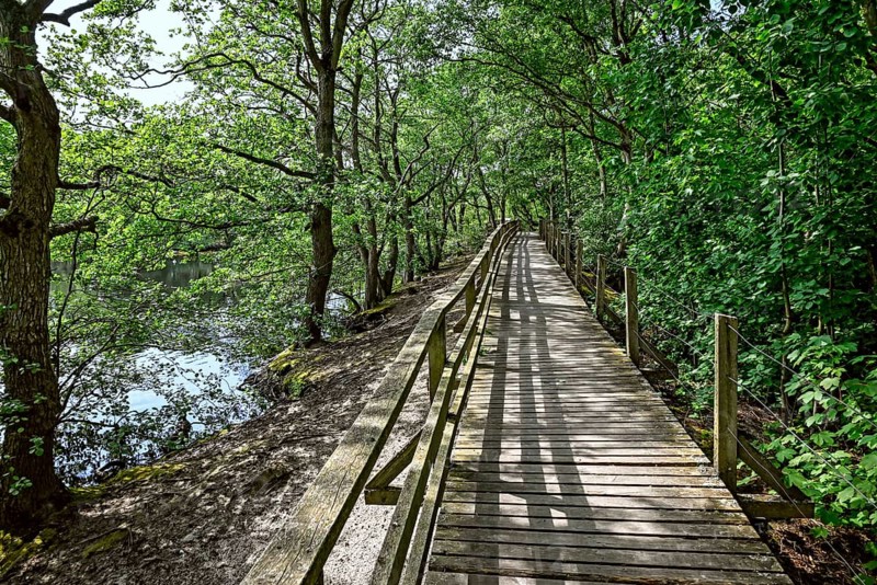 Boardwalk in the quarry forest at Vogelkoje Meeram, Amrum, North Frisian Island, North Frisia, Schleswig-Holstein, Germany, Europe