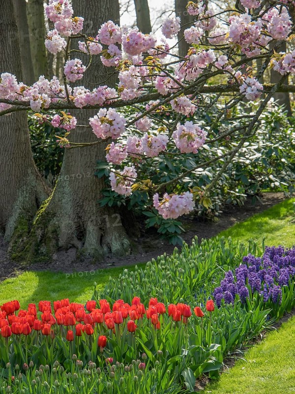 Cherry blossoms over a flower bed with red tulips and purple hyacinths, Amsterdam, Netherlands
