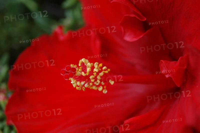 Detail of red hibiscus, Hibiscus rosa-sinensis, in garden setting