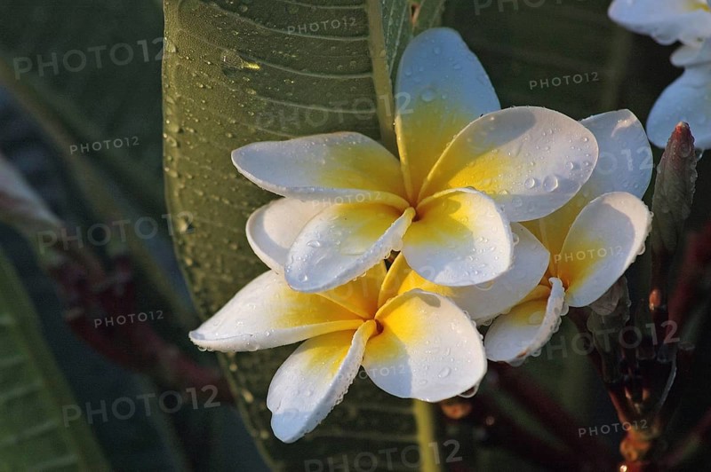 Frangipani flowers with rain drops