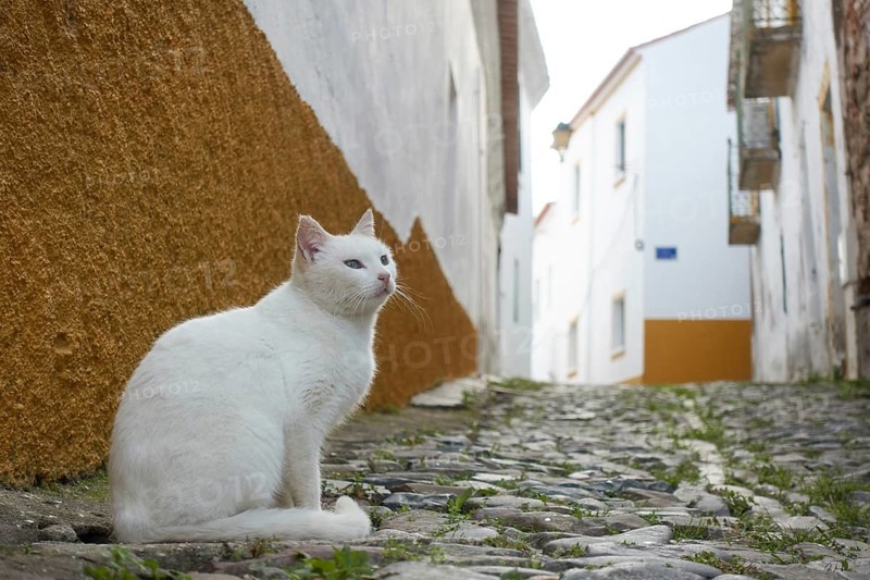 White street stray abandoned cat on stone road of a historic village with white buildings in Mertola Alentejo, Portugal, Europe