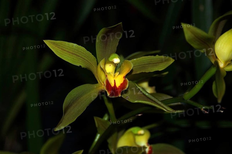 The green Cymbidium lowlanum orchids