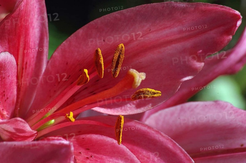 Closeup of pink Asiatic Lily, Royal Love, Hemerocallis flava