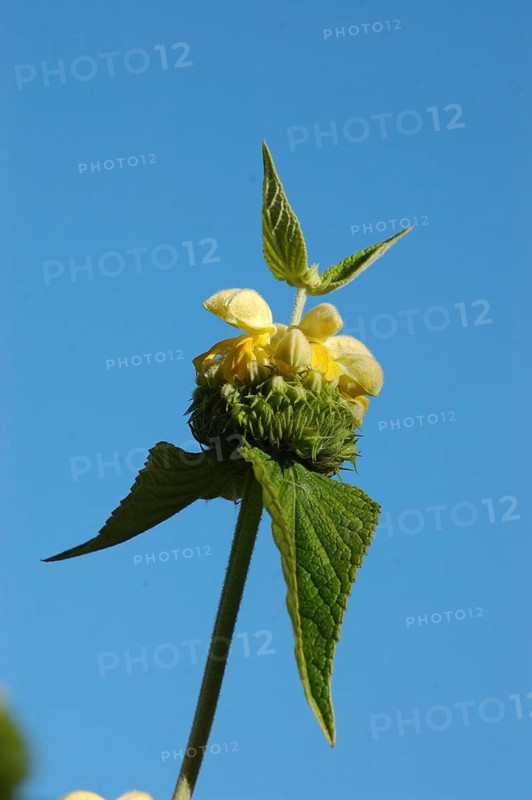 Pale yellow Phlomis flowers against blue sky