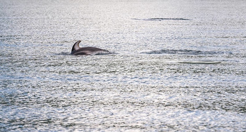 A white-striped dolphin dives again after catching its breath