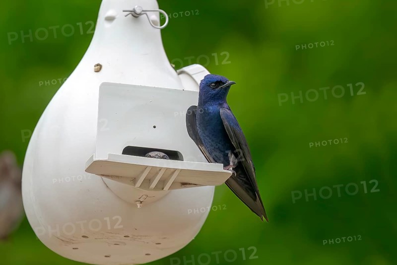 The purple martin (Progne subis), male sitting on edge of nest box