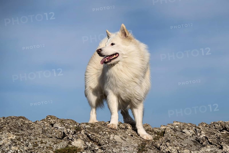 My Icelandic dog, the summiteer