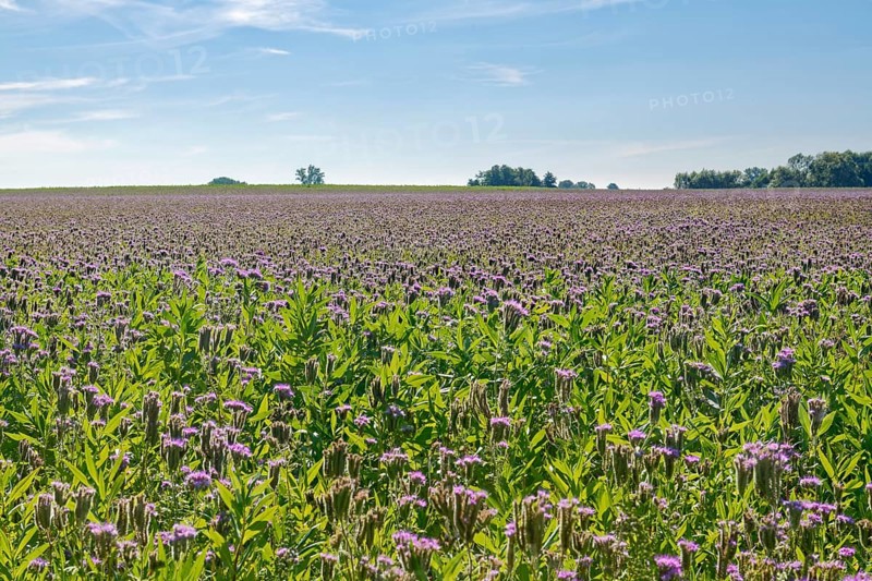 Field meadow with phacelia (bee pasture, bee friend, tufted beauty or tufted flower) in the midday sun, Mühlenteich, Wismar, Mecklenburg-Vorpommern, Germany, Europe