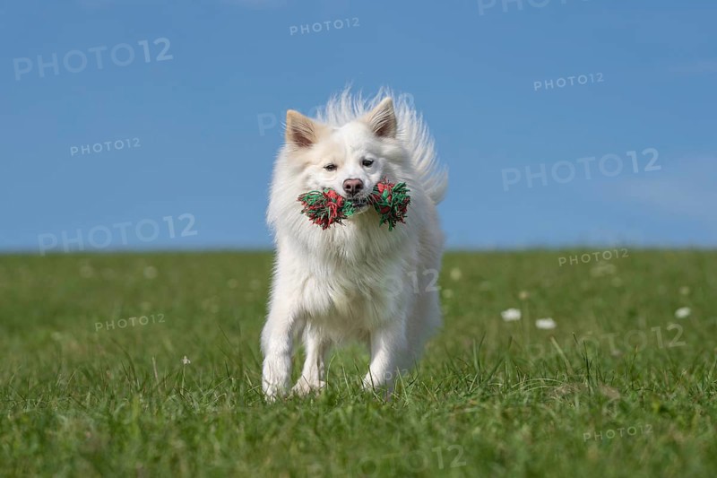 Retrieving Icelandic Hound
