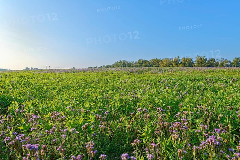 Field meadow with phacelia (bee pasture, bee friend, tufted beauty or tufted flower) at sunrise, Mühlenteich, Wismar, Mecklenburg-Vorpommern, Germany, Europe
