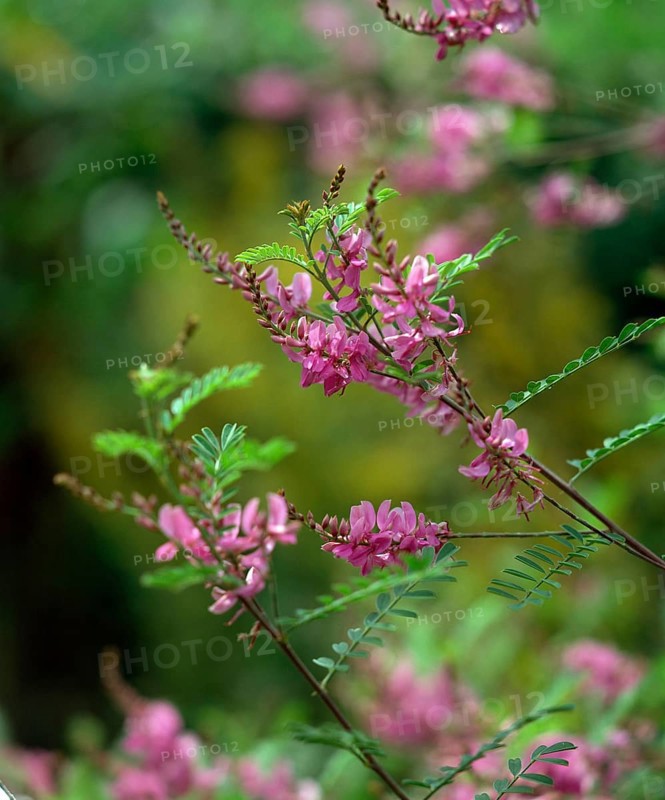 Indian indigo (Indigofera tinctoria)