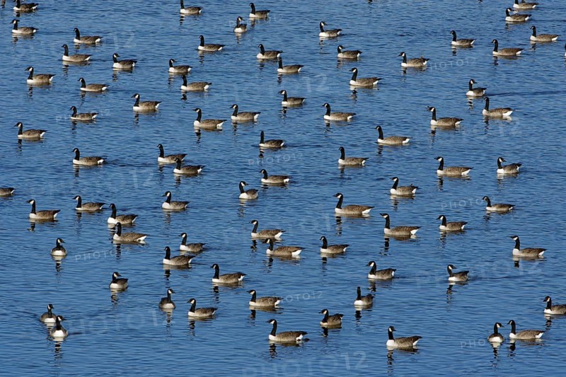 Canada Geese (Branta canadensis), Northumberland national park, England