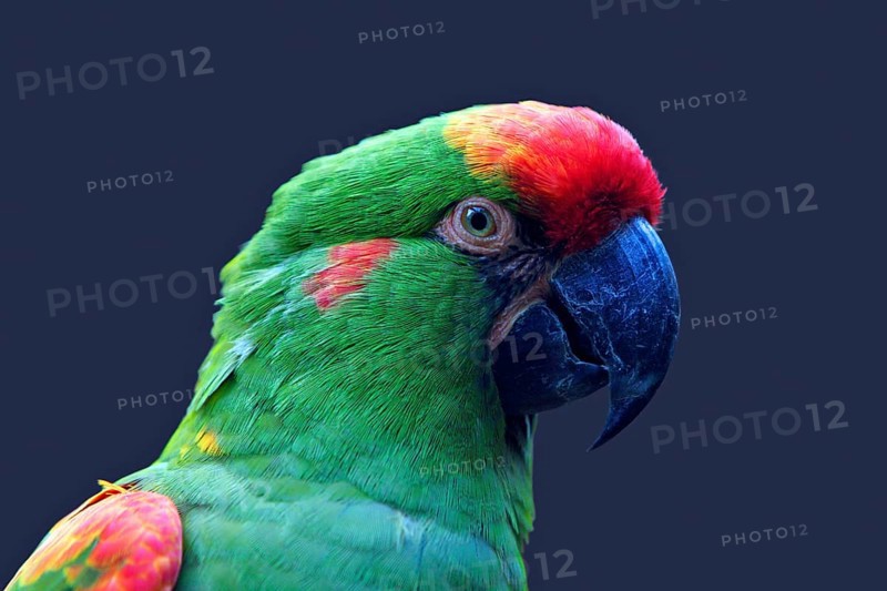 Red-fronted Macaw (Ara rubrogenys)