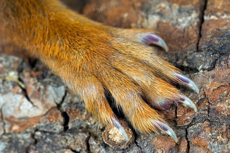 Squirrel, Squirrel cat, Rodents, Mammals, Animals, Eurasian red eurasian red squirrel (Sciurus vulgaris), close up of foreleg's paw with sharp claws grasping on tree bark
