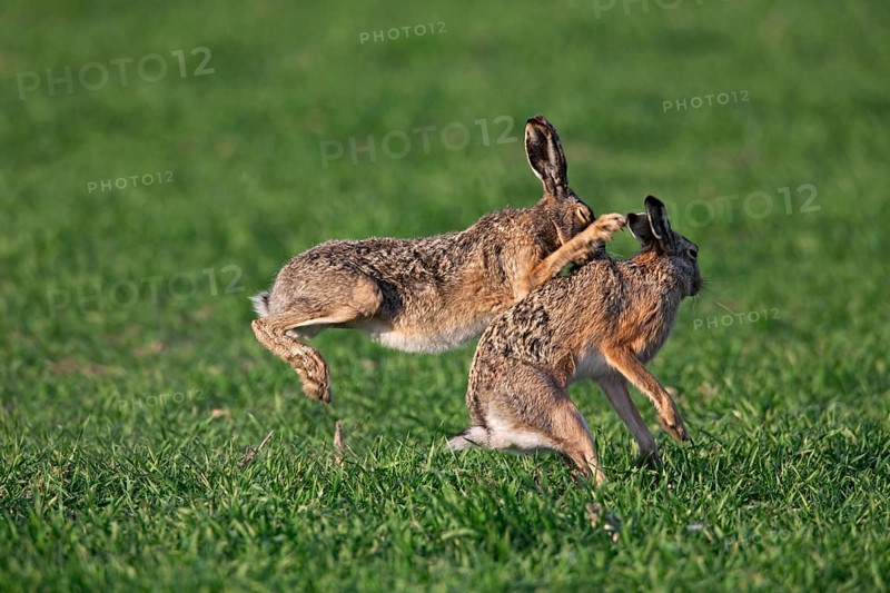 European hares (Lepus europaeus) boxing, fighting in the field during the breeding season, Germany, Europe