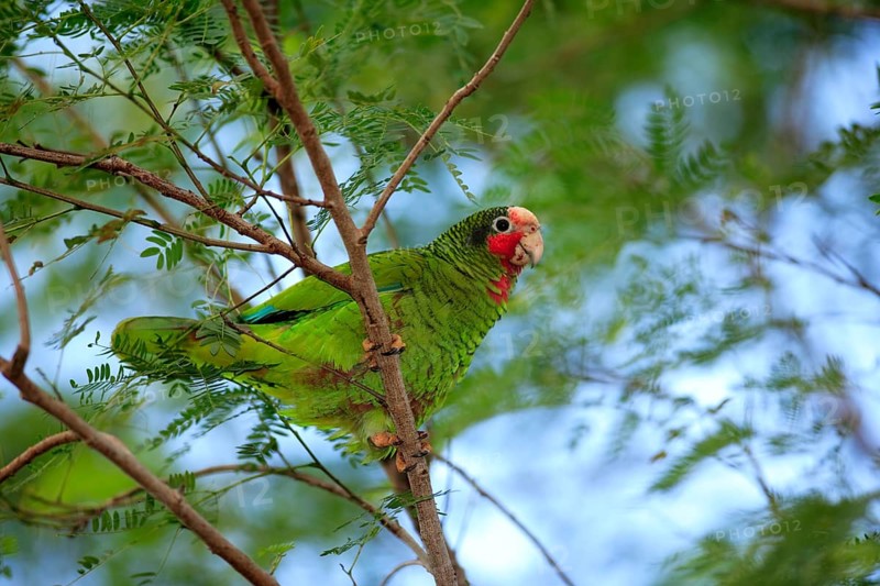 Cuba Amazon, Grand Cayman, Cayman Islands (Amazona leucocephala), Caribbean