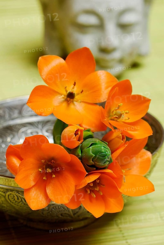 Orange-red milk star and Buddha head (Ornithogalum dubium)