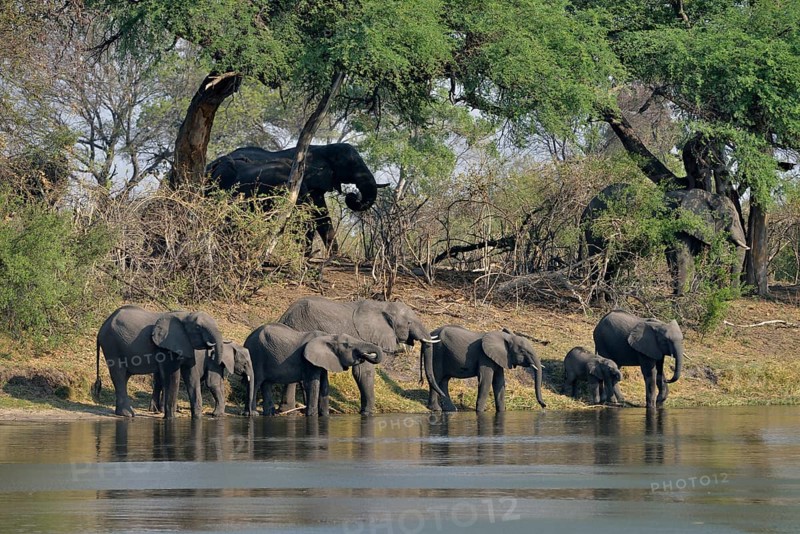 Elephant (Loxodonta africana) herd drinking at the Cuando River, Bwabwata National Park, Zambezi Region, Caprivi Strip, Namibia, Africa