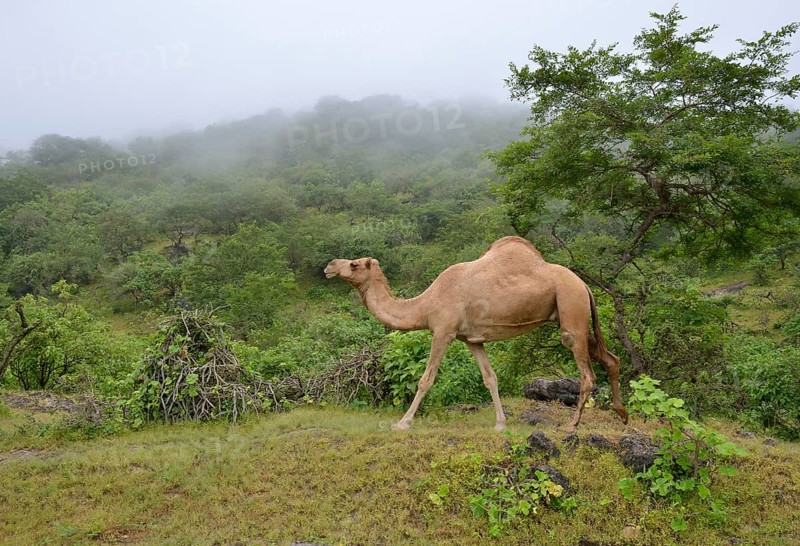 Dromedary (Camelus dromedarius) crossing the green mountains during monsoon season, or Khareef season, Wadi Derbat, near Salalah, Dhofar Region, Oman, Asia