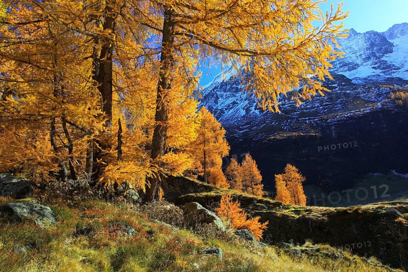 European larches ( Larix decidua) Larch, larch, larch forest, larch forest, Valais, Switzerland, Europe