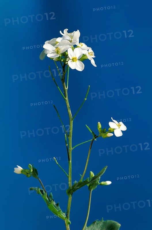 Rockcress (Arabis caucasica)