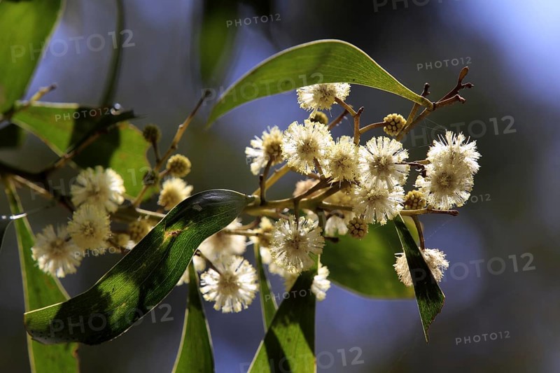 Red-budded Mallee, Alice Springs, Australia (Eucalyptus pachyphylla)
