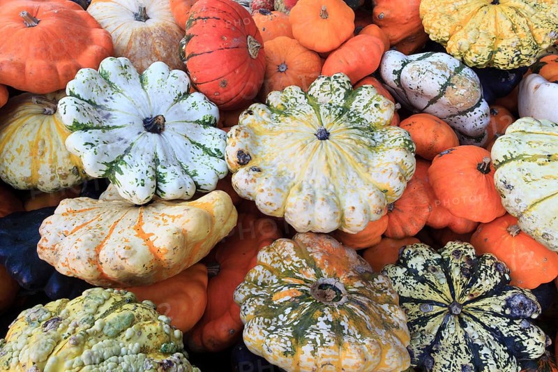 Ornamental pumpkins, ornamental pumpkin, pumpkin