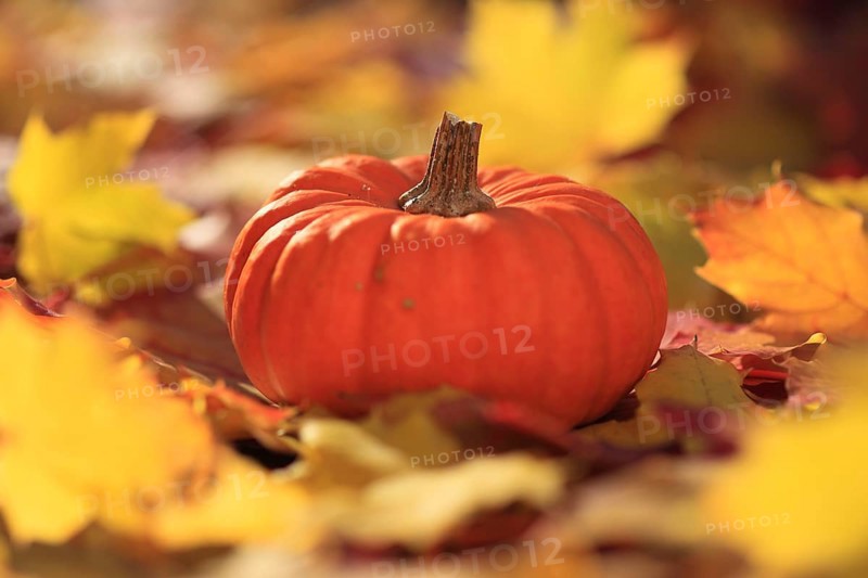 Pumpkin
